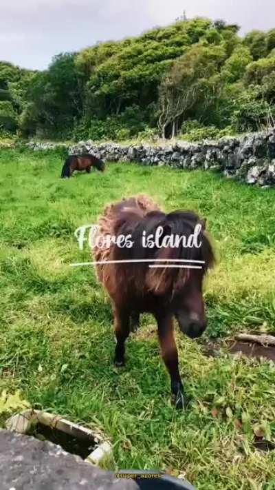 ? Flores Island, Portugal