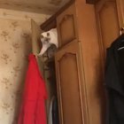 He goofed up