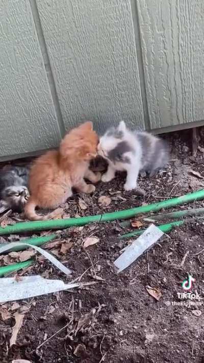 Their trying turn the freakin kittens gay! ?