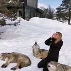 Wolves responding to human howl.