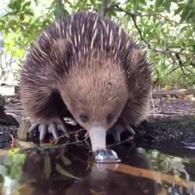 ? Aussie Pincushion having a drink