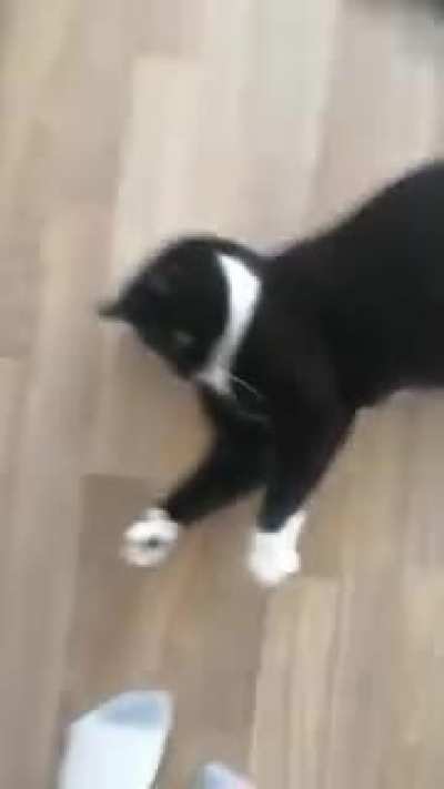 My cat did a flip