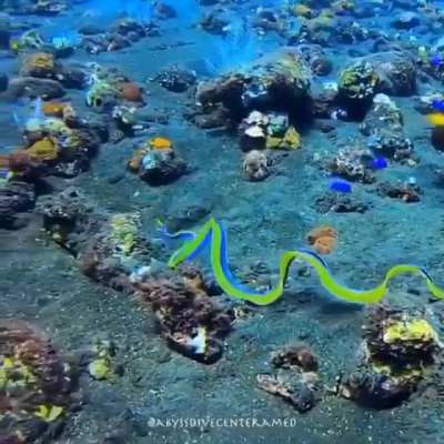 ? The beautiful Ribbon Eel