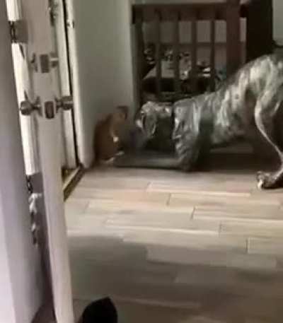 Dog got played