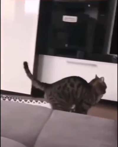 overconfident cat