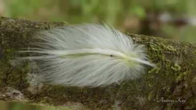 ? An incredible feather mimic caterpillar from Ecuador. Filmed by Andreas Kay