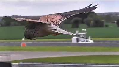 ?Falcon with "Hunting Mode" engaged. What wind?