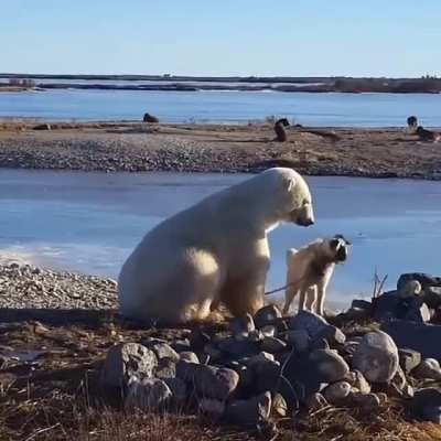 ? Polar Bear petting a Dog