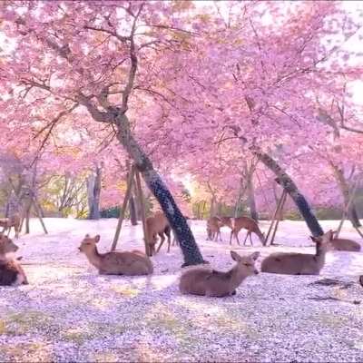 ? A Herd Of Deer Relaxing By Cherry Blossom Trees In Nara, Japan