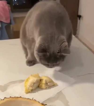 Cat's reaction to the smell of a durian fruit for the first time..??♨️?