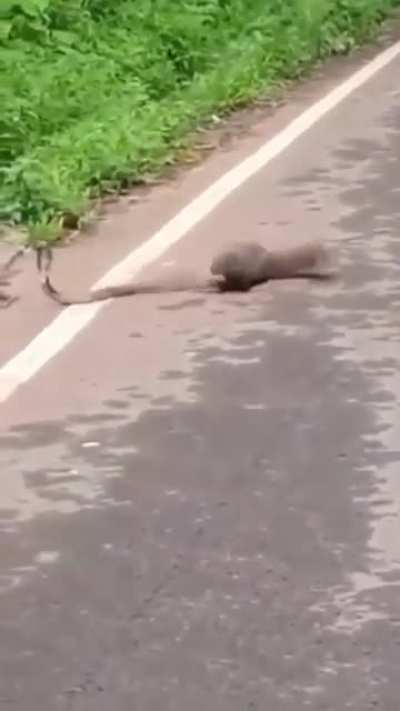 ? Why did the mongoose cross the road ? ?