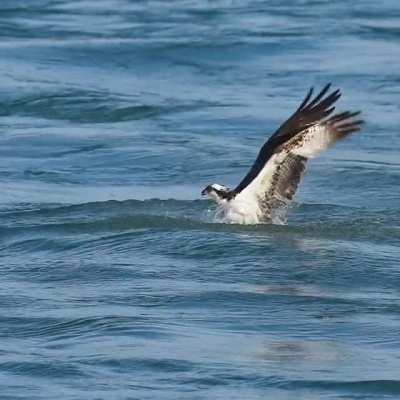 ? Incredible Osprey dive 8x slowmo