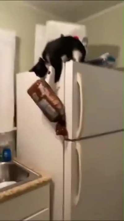 Cat Stealing Bread