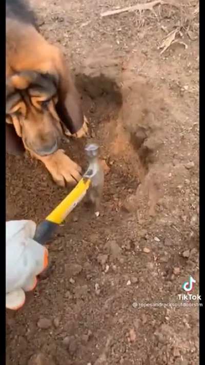 “You’re doing it wrong stupid human!”
