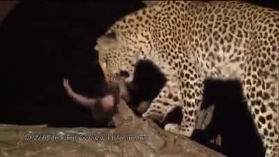 A leopard found a baby monkey