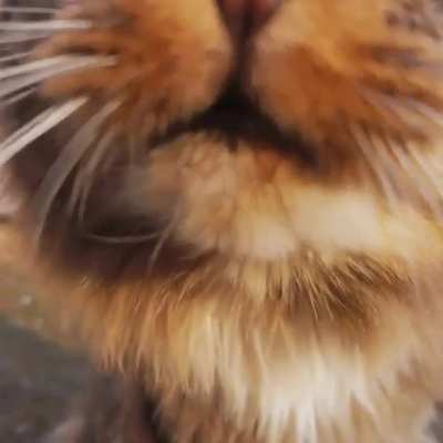 Beautiful little cat ?