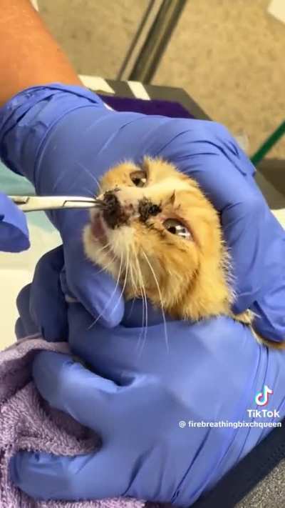 poor kitty