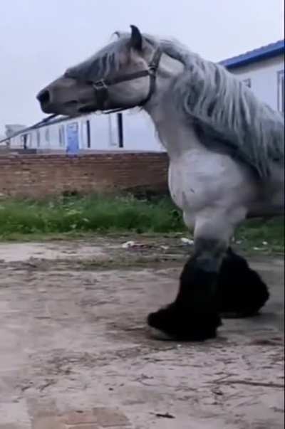 ? ? ? Majestic as Fu ..... a large horse