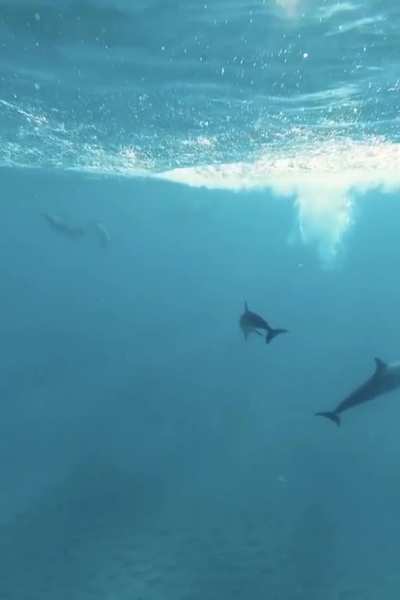 ? Dolphin Springing out of the water