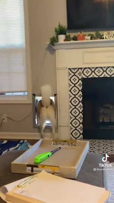 When your husky doesn't wanna hear it today