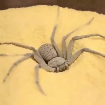 ? Sicariidae is a family of six-eyed venomous spiders known for their potentially necrotic bites
