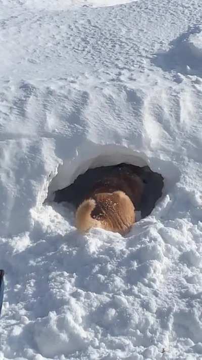It’s a good day to build a snow fort ?