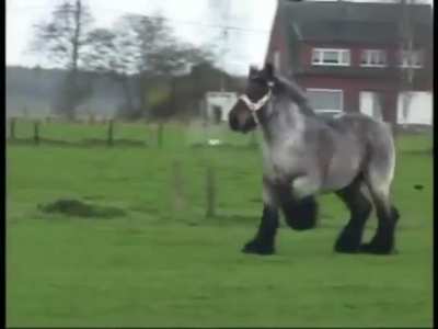 belgian draft horse power