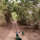 ? a Peacock flying ?