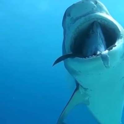 ? Tiger Shark with a Tuna stuck in his mouth ?
