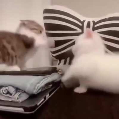 Really short smol chonks acting "aggressive"