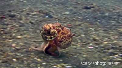 ? Veined octopus (Amphioctopus marginatus) running across the seabed on three of its arms. Credit: Peter Scoones ?