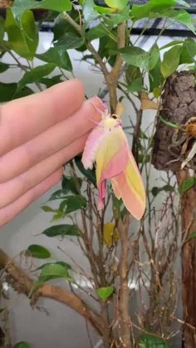 Chinese Moon Moth Hatching?