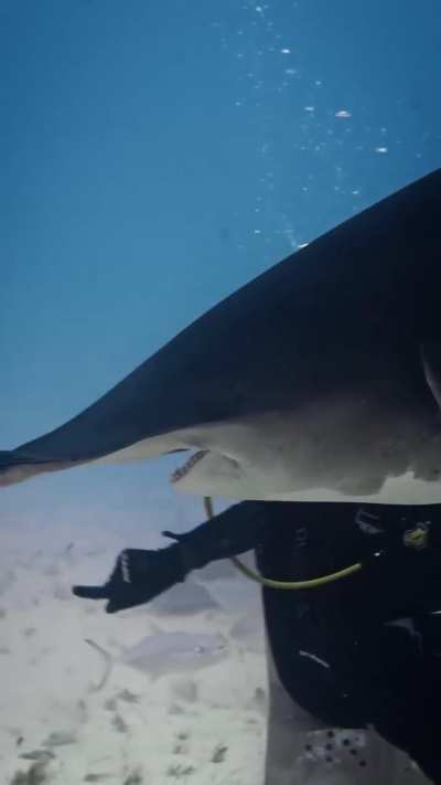 ?Biggest Hammerhead Shark documented in The Bahamas, “QUEEN”?