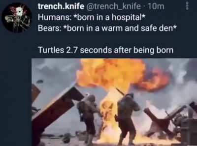 Turtles be like