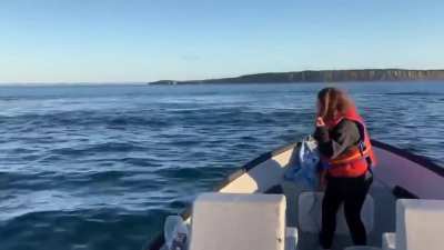 ? Two humpback whales interrupt a fishing trip in Conception Bay on the coast of Newfoundland, Canada (video taken by Sean Russell)