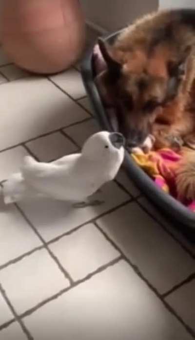 Such a good bird, the best guardian. ?