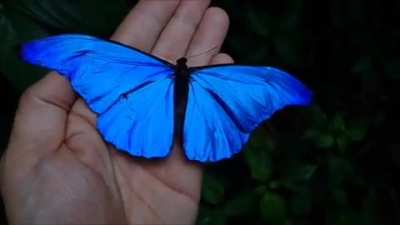 ? The bluest blue aka Morpho rhetenor (butterfly)