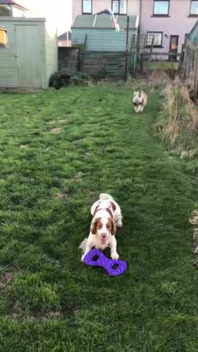 Evening pig zoomies