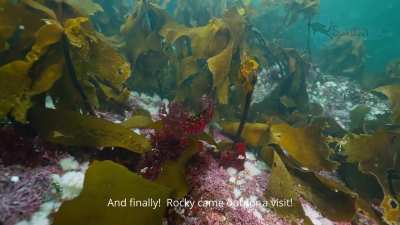 ? I finally found one of Vancouver Island’s most elusive fish — the Rock Greenling.