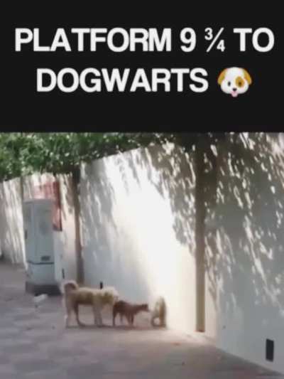 Dogwarts!! ??