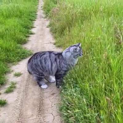Cat.