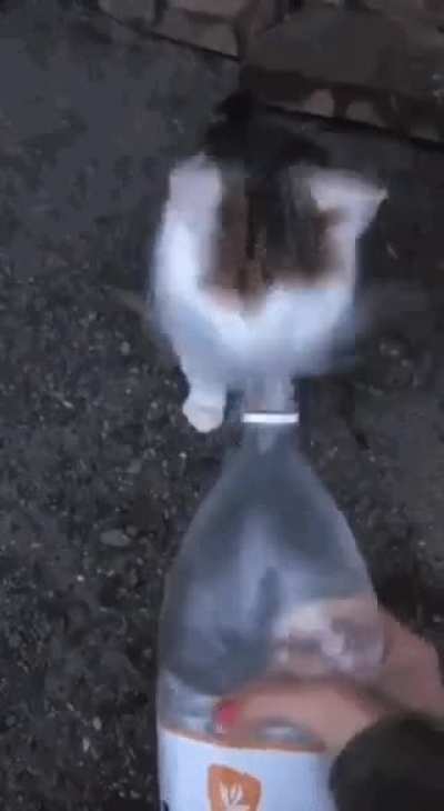 Cat go brrrr