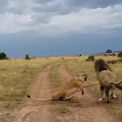Lion gives sleeping lioness a rude awakening ?