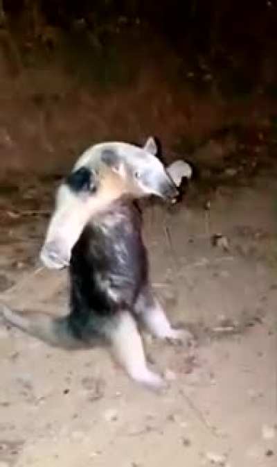 "I surrender!" T-self defense posture. Frightened anteater raises its 'hands' after trying to flee firefighters as they rescue it from a forest blaze.