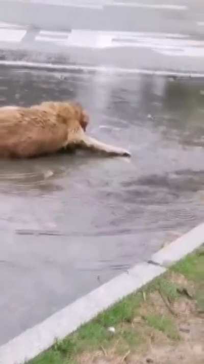 rain doggo