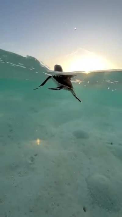 ? This baby sea turtle just swimming along