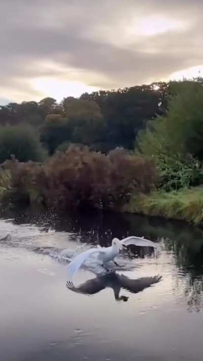 ? Swan smoothly sliding on water