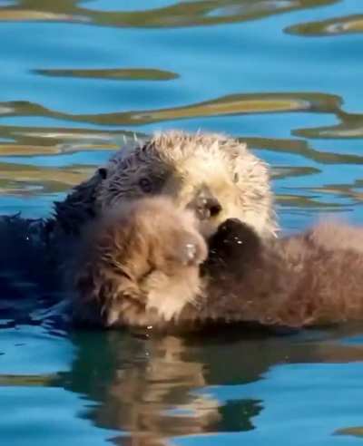? Young sea otter pups have fur that is so dense, they can't dive underwater. This fur keeps the pup safely floating at the surface.
