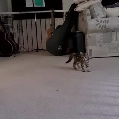 Her first time in this area and she got to spook zoomies