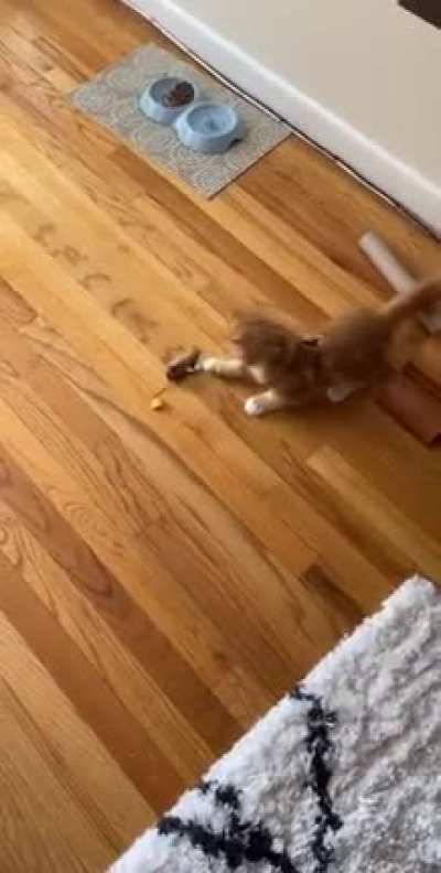 He Forgets His Harness Is On, Until He Remembers.